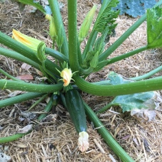 Our first zucchini